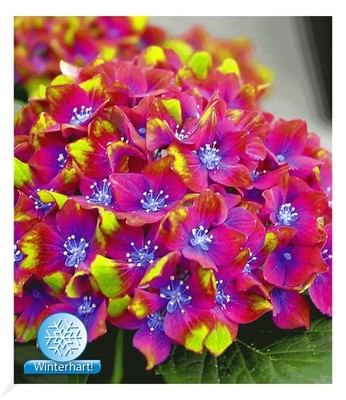Freiland-Hortensien SAXON  Schloss Wackerbart 1 Pflanze Hydrangea macrophylla