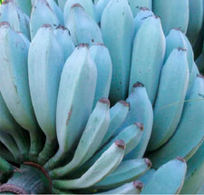 6 Blue Banana - Musa itinerans seeds seeds - garden orchard banana tree