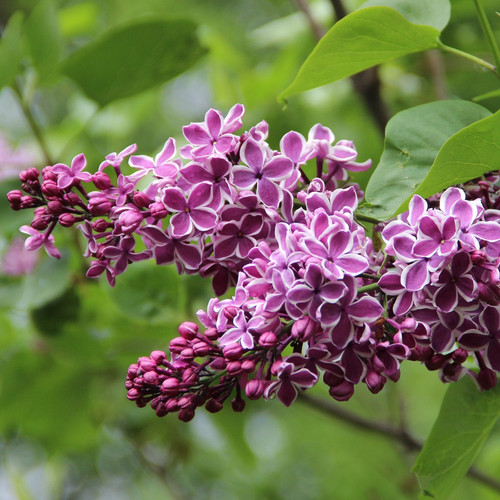 Easy to Grow Lilac Sensation 2 Pack Syringa Plants in Grower's Pots