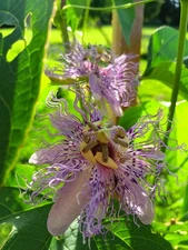 20 Passion Vine Seeds - Maypop, Passiflora Encarnata, Cold Hardy, Edible Fruits.