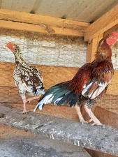 4Asil Pakistani Chicken Hatching eggs