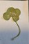 luckotheirish