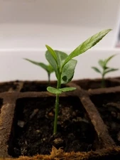 One tree plant meyer lemon NON GMO ORGANIC 3"-4"