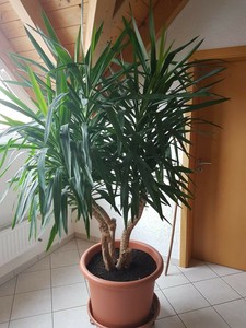 Yucca Elephantipes Riesen Palmlilie Gr Pflanze F Wintergarten Sonnigen Garten Ebay