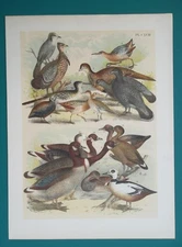 AMERICAN BIRDS Cuckoo Jay Grouse Geese Ducks Sandpiper Crake - 1895 COLOR Print