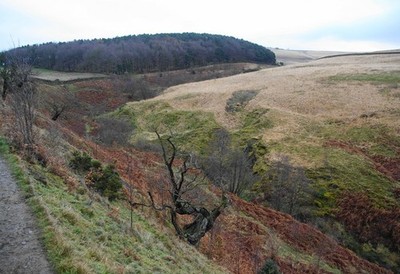 Foto A2 Cluse Heu Waldbahnen Ein attraktiver Clough läuft durch Lyme c2010
