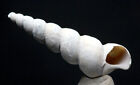 Snail Sea Shell Turritella Unicorn Horn Fossil Sea Shell Display Case & Id Card