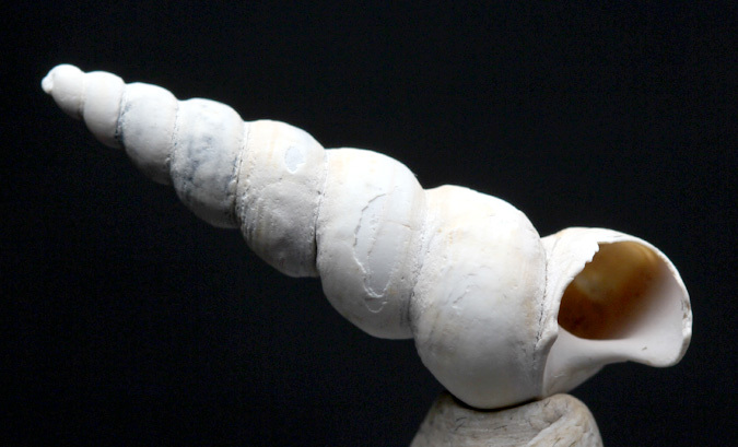 Snail Sea Shell Turritella Unicorn Horn Fossil Sea Shell Display Case & ID Card