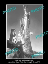 OLD 8x6 HISTORIC PHOTO SHOAL BAY NEW SOUTH WALES GREAT WHITE SHARK CATCH 1970