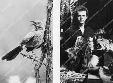 crp-64035 1986 animals birds David Morse TV Know Zone Why Birds Sing crp-64035