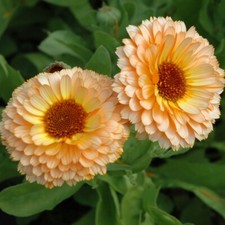 Pink Surprise Calendula Seeds  Heirloom  Edible Flowers  Free Shipping  1204
