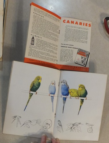 PARAKEETS ARE FUN! ALL ABOUT PARAKEETS BUDGERIGARS & LOVE BIRDS / 3 VEES MANUAL - Picture 5 of 10