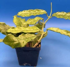 Hoya Globulosa Grown In 3.5" Pots Very Healthy Velvet Fuzzy Leaves!