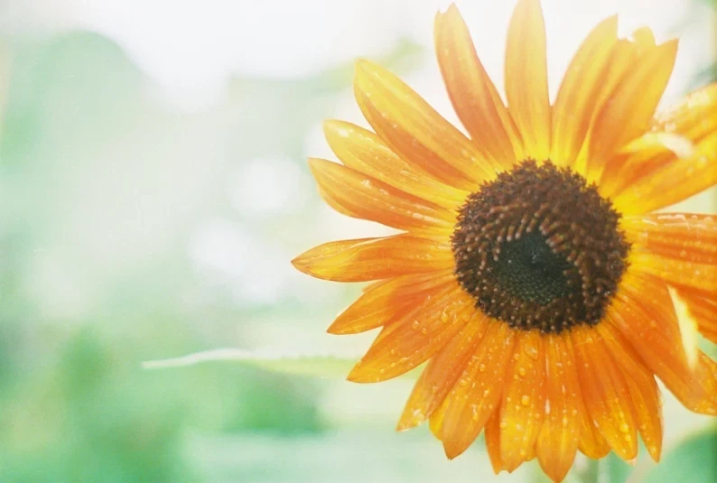 A pack of 3 Kodak Gold 200 35mm Colour Film Rolls with 36 photos on each roll - image 3 of 3