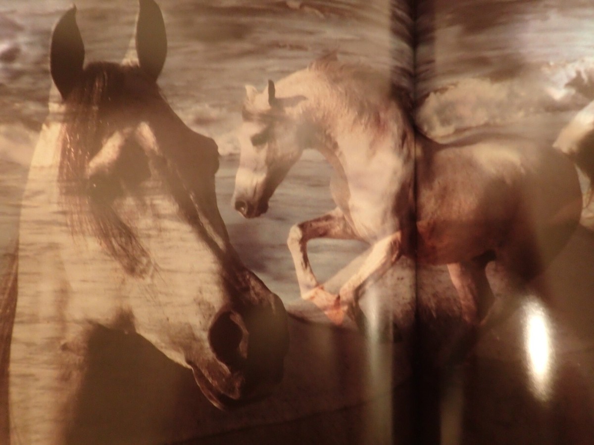 Robert Vavra - Horses of the Sun - Signed(somewhat uniquely