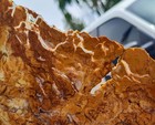 rawk11: Hampton Butte Petrified Wood Lg thin slab-Brecciated Jasper+Agate! — photo 5