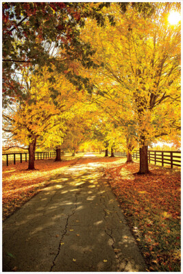 Escape Trees Autumn Fall Shedding Leaves Art Wall Room Poster - POSTER 20x30