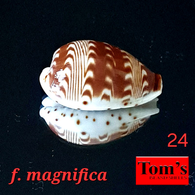 Cypraea diluculum f. magnifica #24  26.0mm GEM! EXQUISITE BEAUTY from Zanzibar