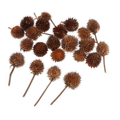 50 Stck. Trockenblumen Früchte Großpackung Weihnachten Zuhause Tisch Akzente Dekor Ornamente