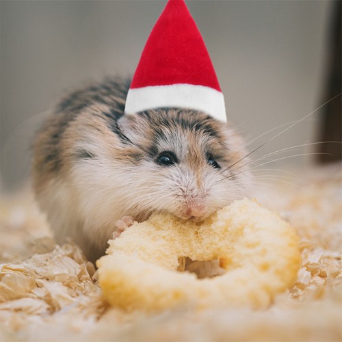 4 vente Sets Ensemble De Chapeau Pour Animaux Compagnie Costumes Écharpe À Animal