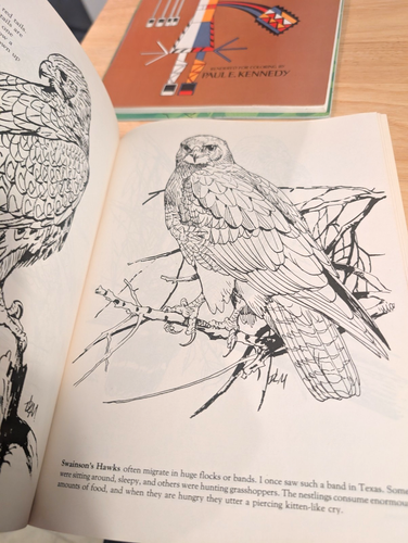 VTG 1984 a coloring album eggles,hawks,falcons and owls of America - Picture 3 of 6