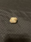 Cool Shell Stone/fossil/rock — photo 5