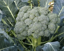 250+ WALTHAM BROCCOLI SEEDS  FRESH HARVEST FOR GARDENS
