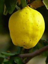 12-18” tall Cydonia Provence Quince starter plant 1 year old