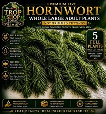 Hornwort Live Aquarium Plant Beginner BundlePond Plant Floating Oxygenating