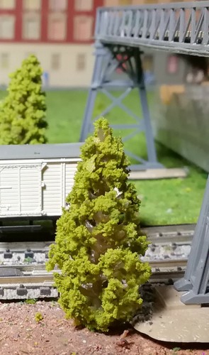 50 Dark Yellow Green Firs, Conifers, 58 mm High - Picture 5 of 12