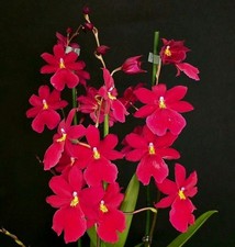 Oncidium -Burrageara Nelly Isler Red Velvet. Fragrant.  Not In Bloom 1xNew Groth