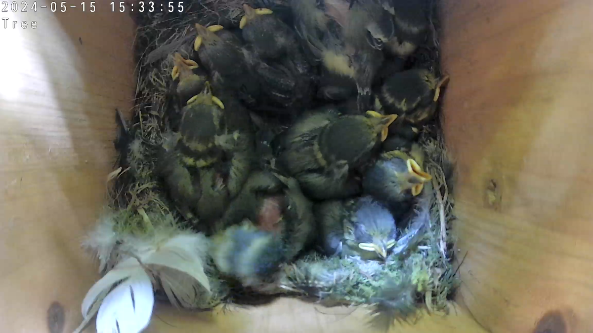 Bird Nest Box With 2K WiFi Camera SD View on Phone, Tablet