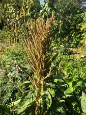 OSCAR BLANCO AMARANTH 100+ SEEDS Am 119