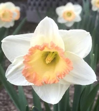 DAFFODIL MARTHA STEWART LARGE CUP (4) Flower Bulbs - SHOWY PERENNIAL COLOR