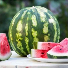 Crimson Sweet Watermelon Seeds | Heirloom / Non-GMO | Free Shipping | 1044
