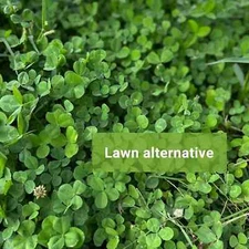 (2 Packs) Micro Clover Seeds Cover Crop Seeds / Fresh Flower 14,000–20,000 Seeds