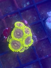 Coral Beauties Aquatics Golden Leopards Zoa