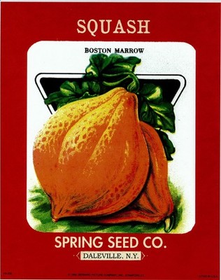 (8 x 10) Art Print FR238 Bernard Picture Co. Squash Spring Seed Co. Daleville NY