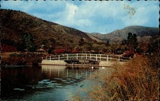 Vtg Kingston Jamaica Postcard Royal Botanic Gardens Hope Bridge Swans Chrome