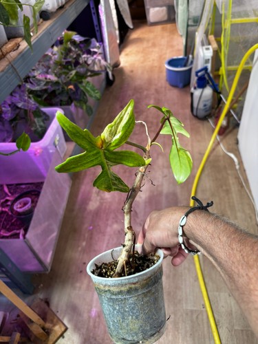 Philodendron Florida Ghost