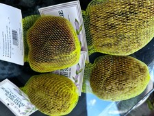 A NATURAL SEA SPONGE BRAND NEW IN PACKAGE vintage/new 4-5 inches