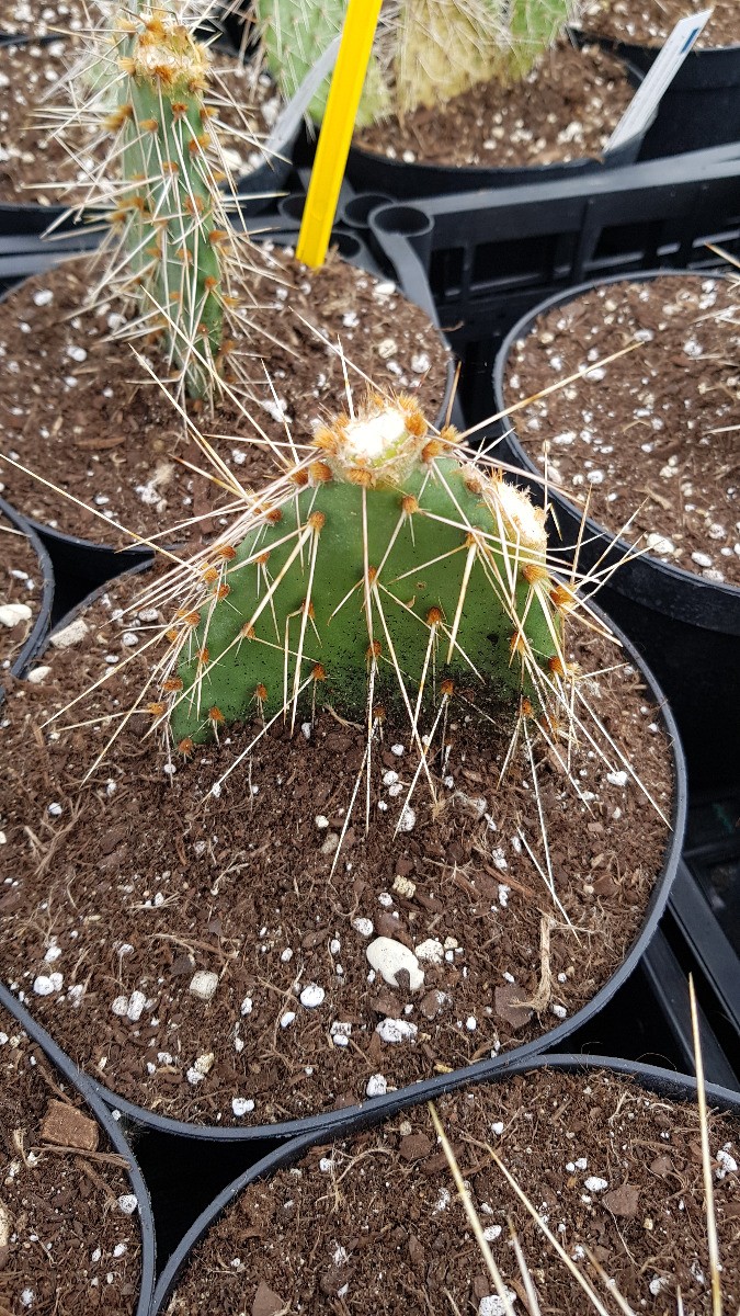 Opuntia phaeacantha Arenacea 2L idéal pour un jardin sec sans arrosage