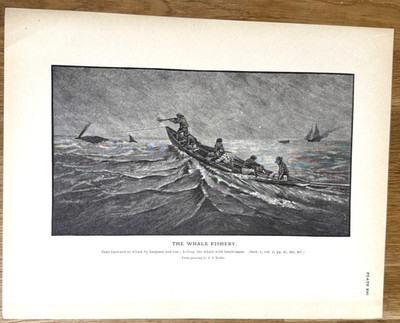 Boat Fastened to Whale by Harpoon Bomb Lance 1887 Antique Whaling Print