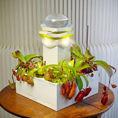 Nepenthes Terrarium Kit - Self-Watering Carnivorous Plant Setup
