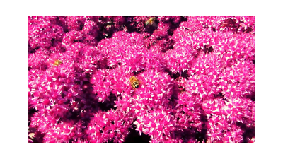 50 Dahlia Seeds Figaro Red Shade Dahlia Seed | eBay