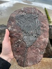 Moroccan Crinoid Scyphocrinites elegans Fossil Morocco