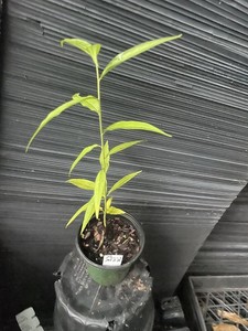 Common Peach