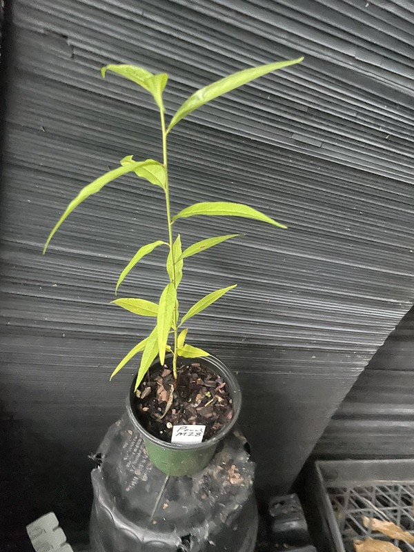 Common Peach