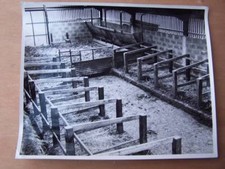 Agriculture Countryside - Edward W Hart - Cattle Sheds 10 x 8 inches inches