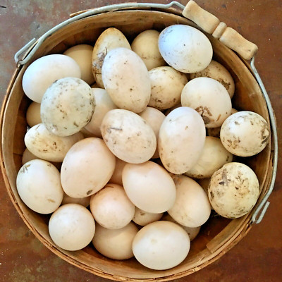5 Fertile Duck Hatching Eggs - Runner, Pekin, Khaki Campbell, Cayuga +